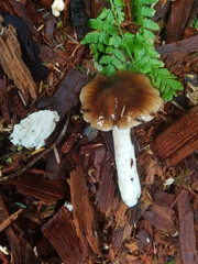 Cortinarius mucosus