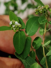 Euphorbia hypericifolia