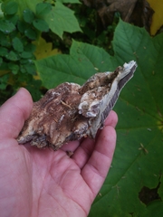 Hydnellum suaveolens