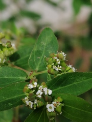 Euphorbia hypericifolia