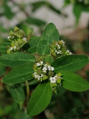 Euphorbia hypericifolia