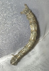 Ophiusini