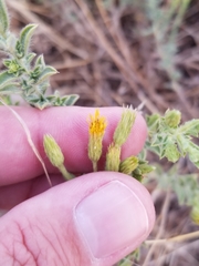 Heterotheca oregona