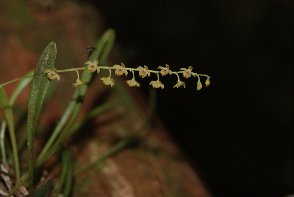 Platystele misasiana