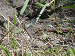 Sympetrum