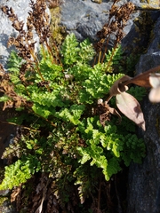 Cryptogramma sitchensis