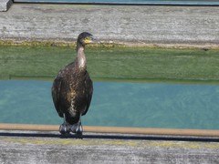 Phalacrocorax carbo