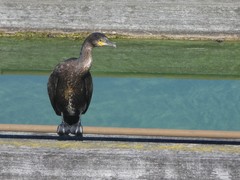 Phalacrocorax carbo