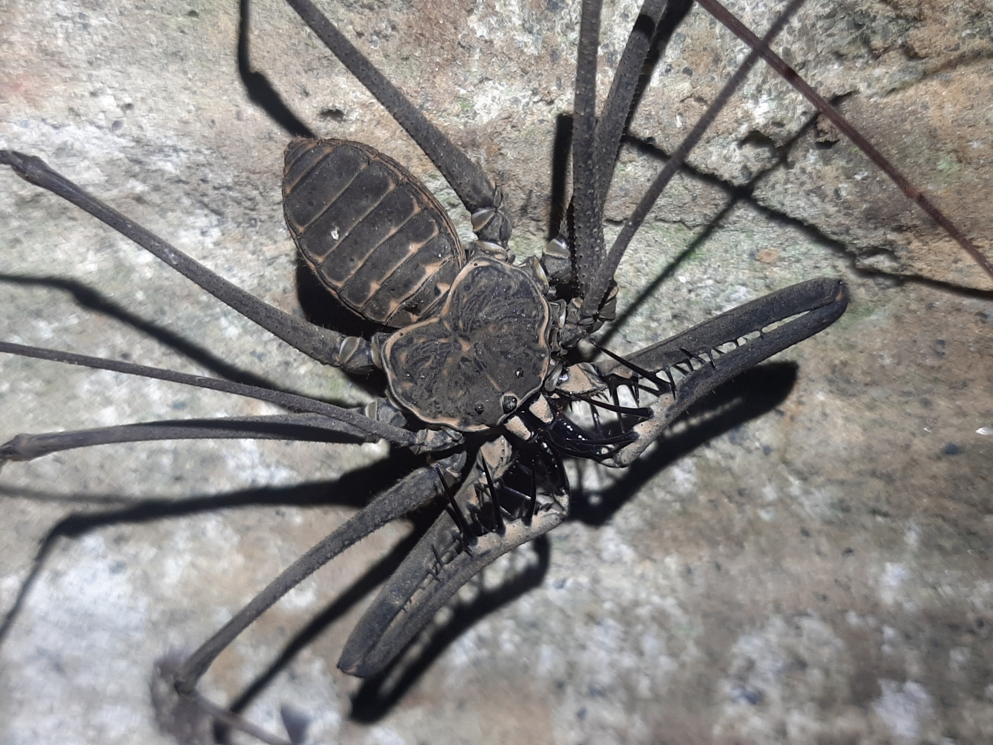 Heterophrynus batesii (Butler, 1873)