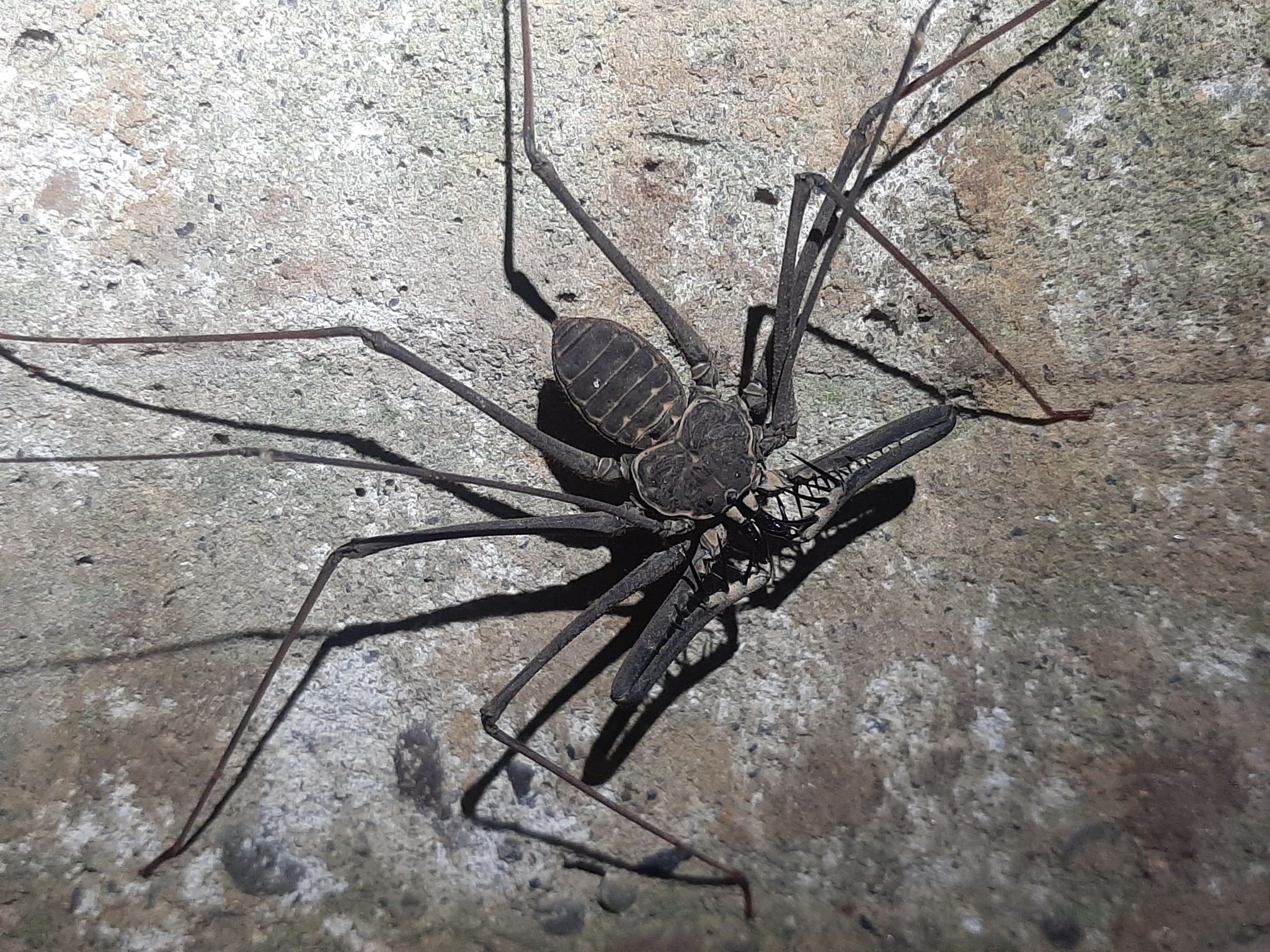 Heterophrynus batesii (Butler, 1873)