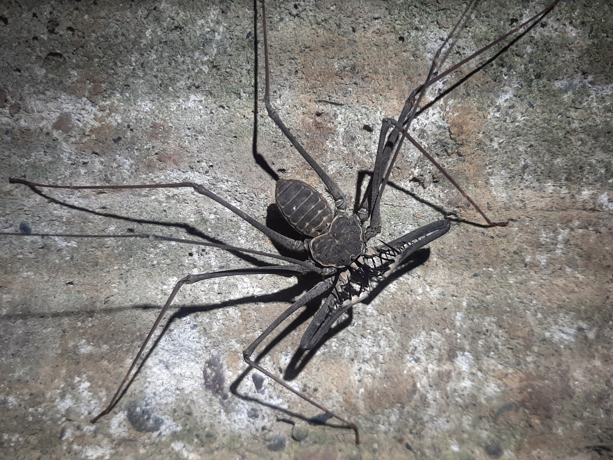 Heterophrynus batesii (Butler, 1873)