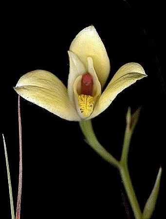 Cyanaeorchis