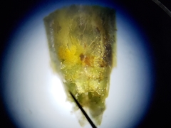 Stenocoris filiformis