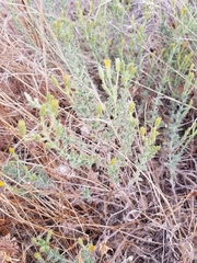 Heterotheca oregona