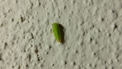 Iassinae
