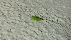 Iassinae