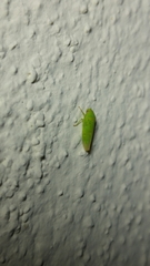 Iassinae
