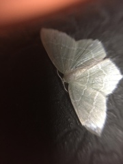 Geometra sponsaria