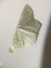 Geometra sponsaria