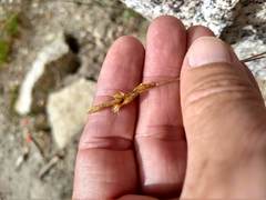 Carex fracta