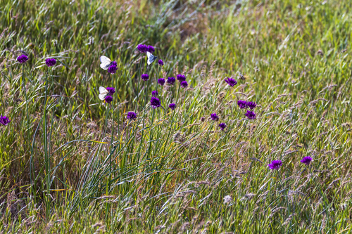 Allium jodanthum