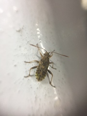 Stictopleurus minutus