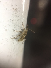 Stictopleurus minutus