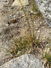 Carex fracta