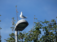 Chroicocephalus ridibundus