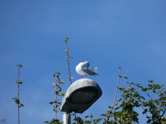 Chroicocephalus ridibundus