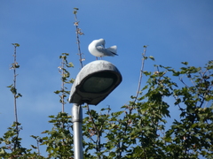 Chroicocephalus ridibundus