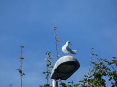 Chroicocephalus ridibundus