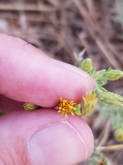 Heterotheca oregona