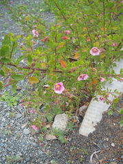 Anisodontea capensis