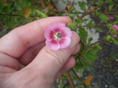 Anisodontea capensis