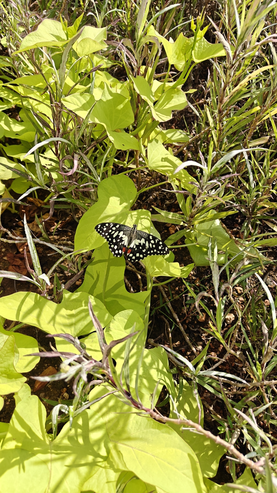 Lime Swallowtail