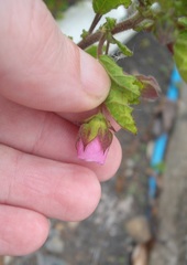 Anisodontea capensis