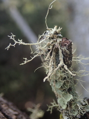 Ramalina pacifica