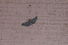 Diathrausta