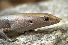 Southern Rainforest Sunskink photo 4