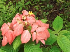 Mussaenda philippica