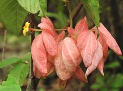Mussaenda philippica