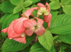 Mussaenda philippica