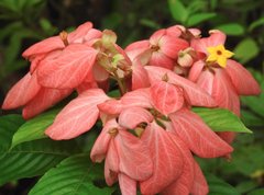Mussaenda philippica