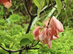 Mussaenda philippica