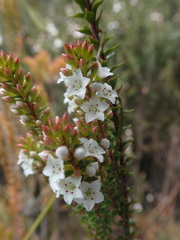 Epacris pauciflora