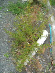 Anisodontea capensis