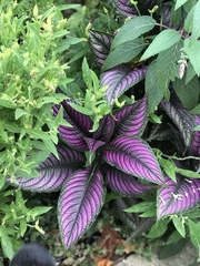 Strobilanthes auriculata dyeriana