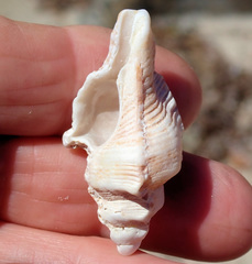 Pterochelus triformis