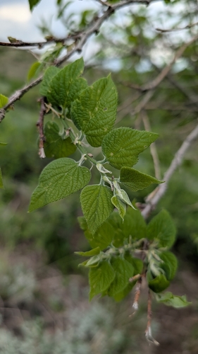 Celtis reticulata (Celtis reticulata)